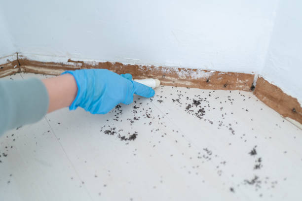 Best Residential Pest Control  in Eastvale, CA